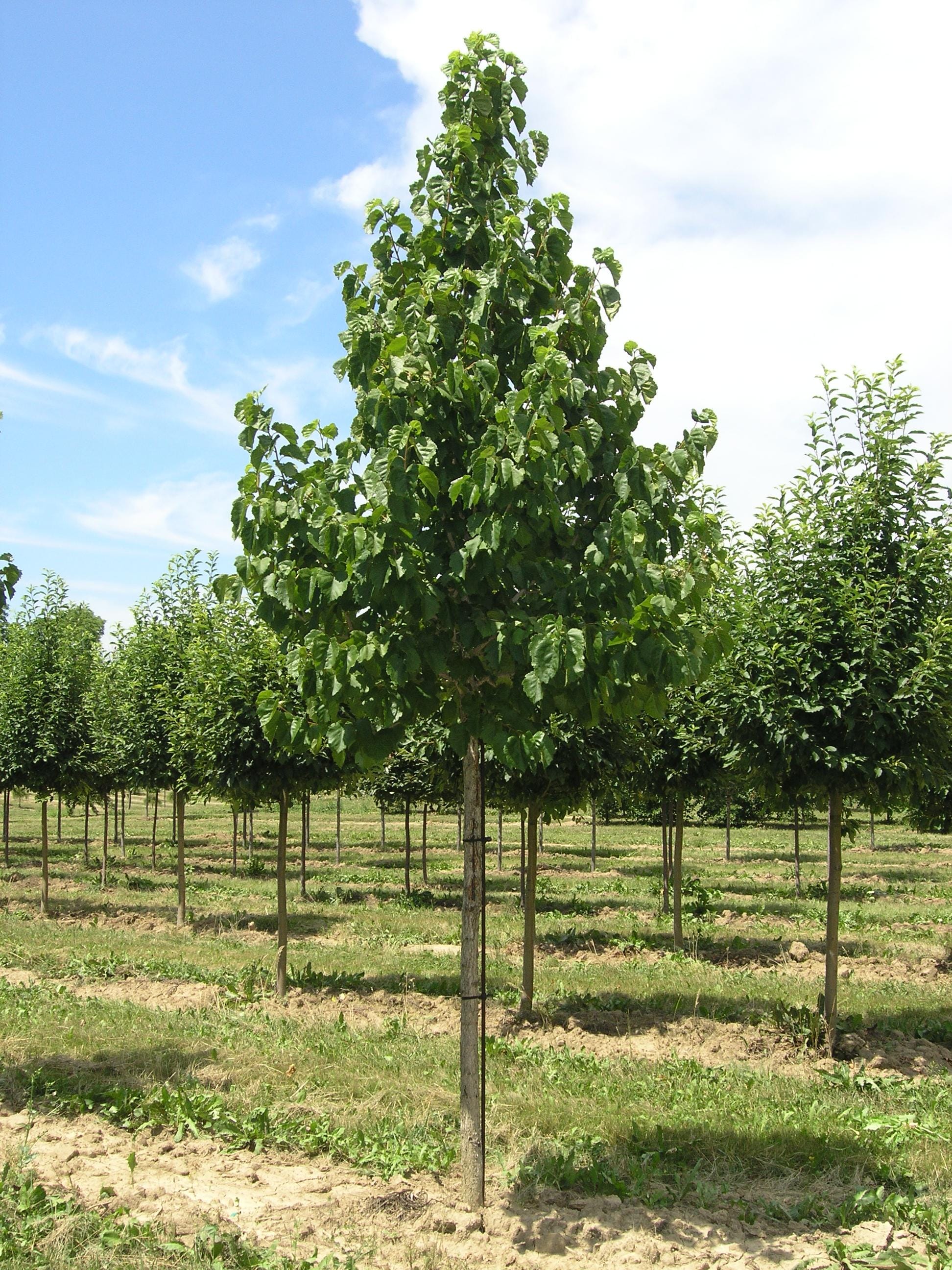 Corylus colurna